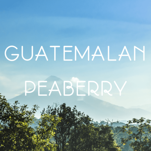 来自危地马拉的peaberry.