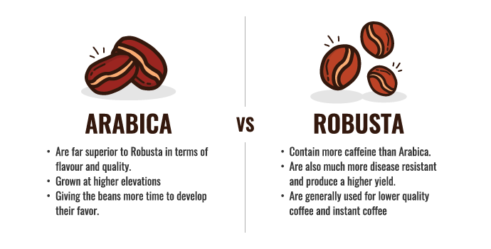 图示:阿拉比卡咖啡豆和罗布斯塔咖啡豆