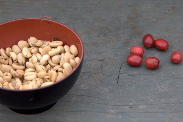 咖啡樱桃的新鲜咖啡豆。