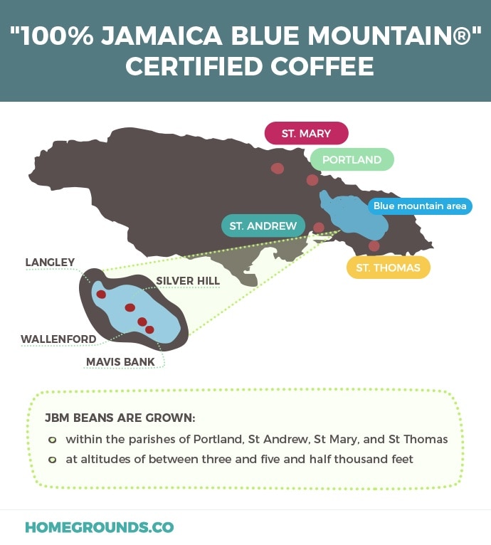 Where the best blue mountain coffee comes from in Jamaica - a map