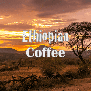 ethiopian coffee in the mountains