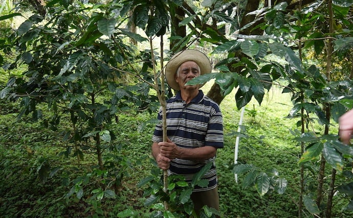 单源咖啡来自Colombia农场