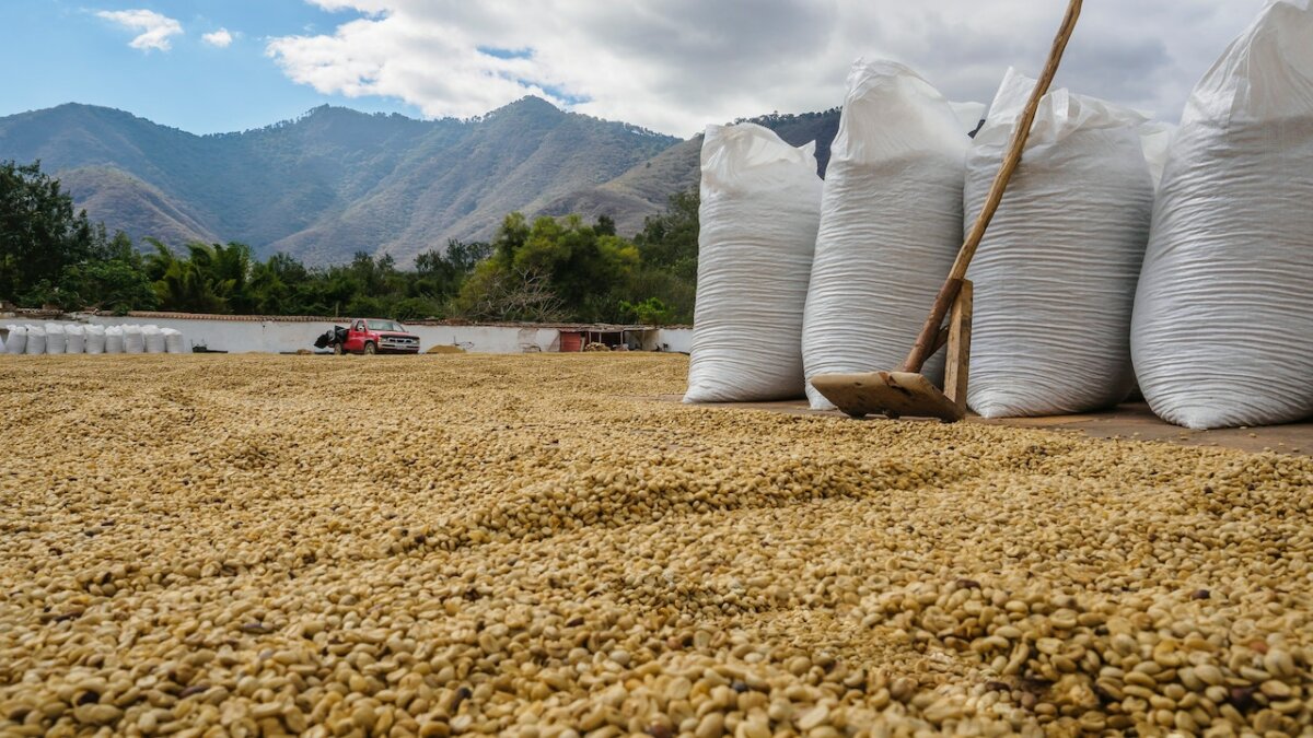 有机咖啡豆打包农场