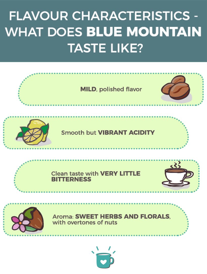 blue mountain flavor characteristics