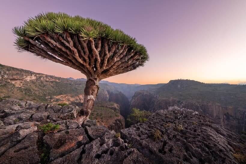 Arabica Peninsula