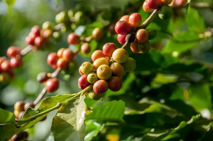 Arabica Plant