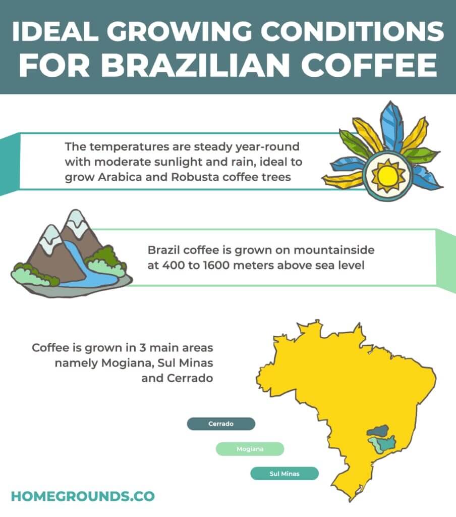 Brazilian coffee growing conditions