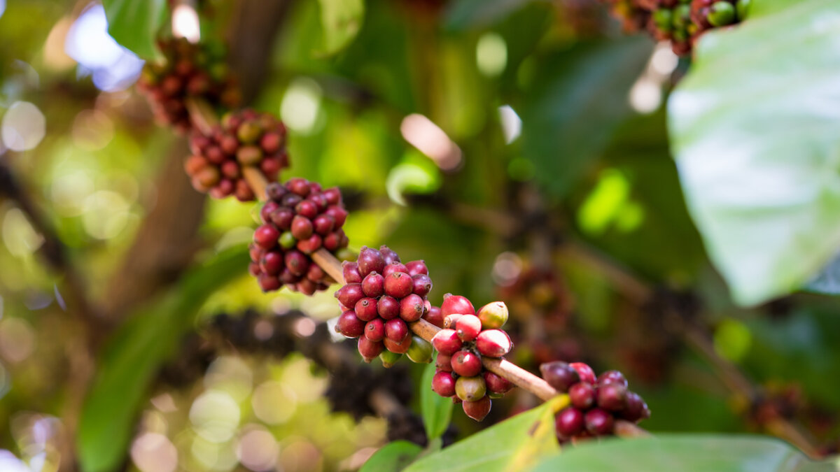 Excelsa树上咖啡豆