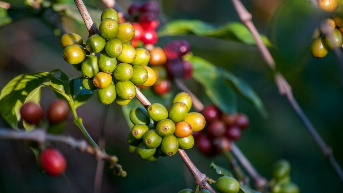 树枝上阿拉伯咖啡