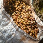 Photo_CameroonBeans_CameroonCoffee (1)