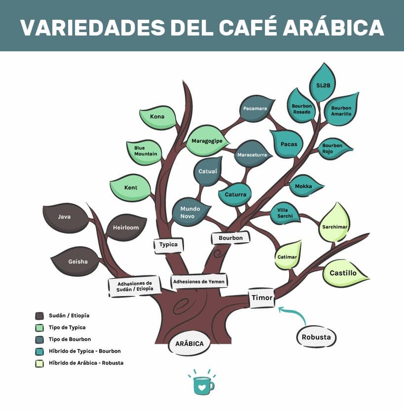 阿拉伯咖啡馆变换