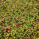 Photo_EasternCongoBeans_CongoCoffee